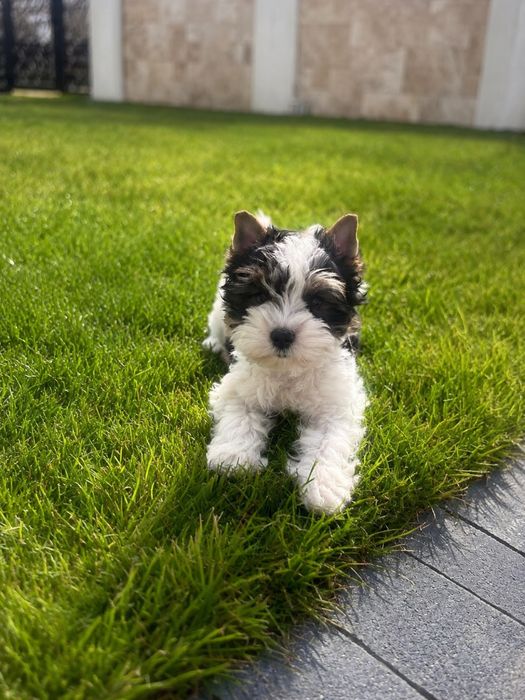 Yorkshire Biewer Terrier Baiat