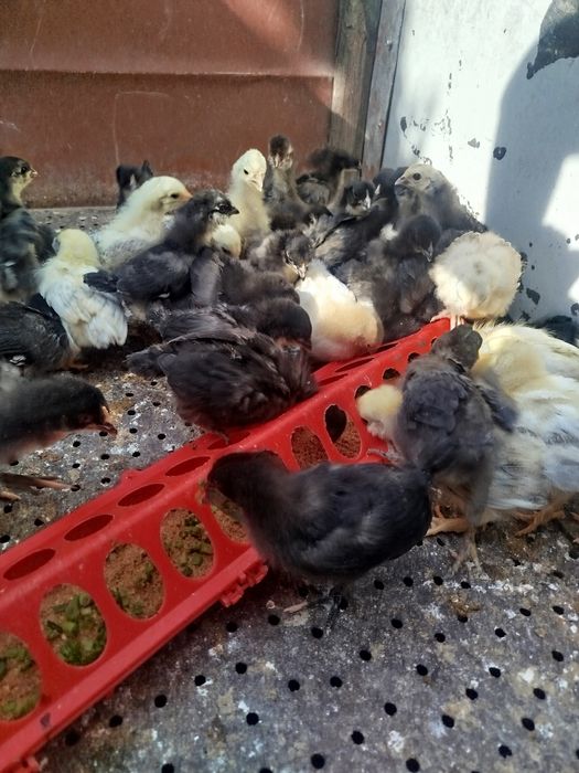 Продам двухнедельных цыплят
