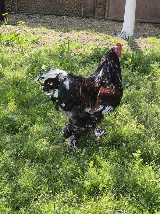Cocosi brahma portelan/bobat