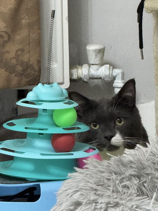 Отдам кота и кошку ( трлтко вместе)