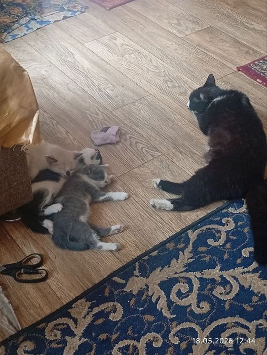 Котята             .