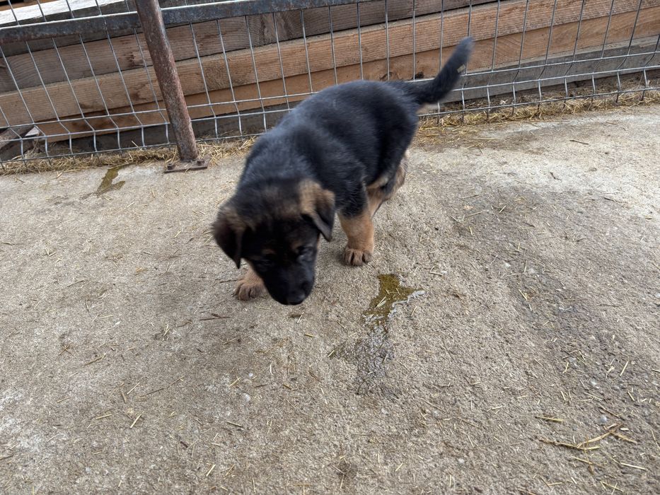 Catelusa ciobanesc german