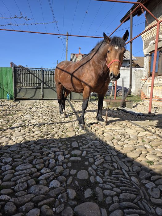 De vânzare  iapa semigreu