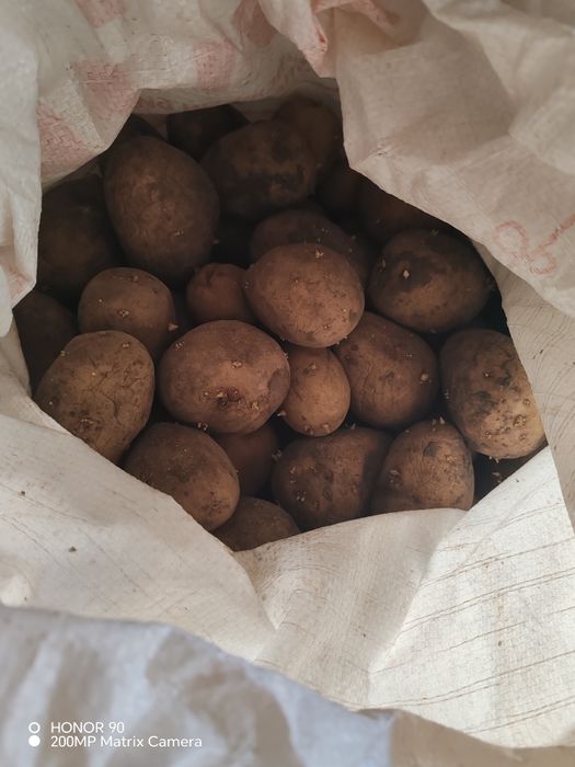 Продам картошку посадочную