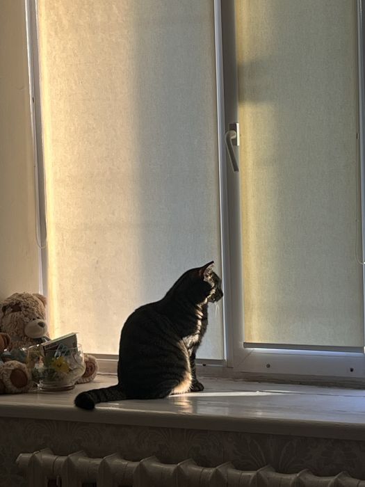 Отдам кота в хорошие руки