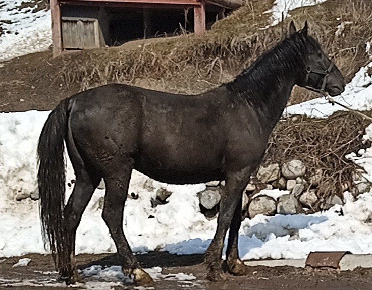 Продаётся горный жеребец