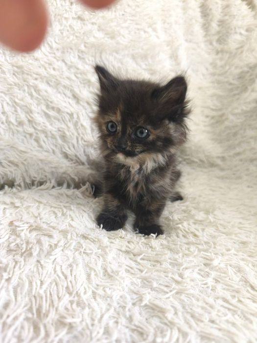 2котенка девочек мальенкие