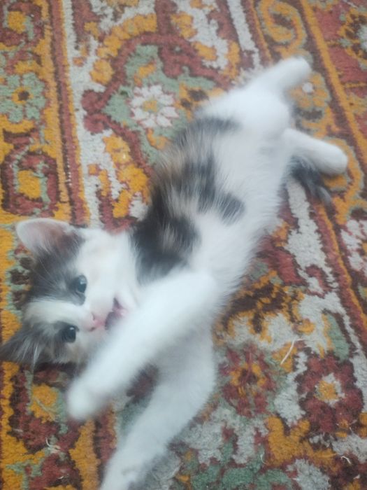 Продаются котята породистые
