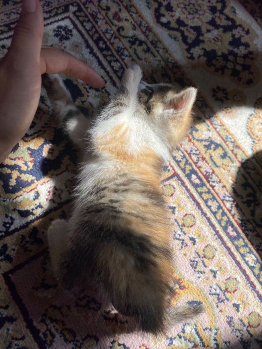 Котята бесплатно