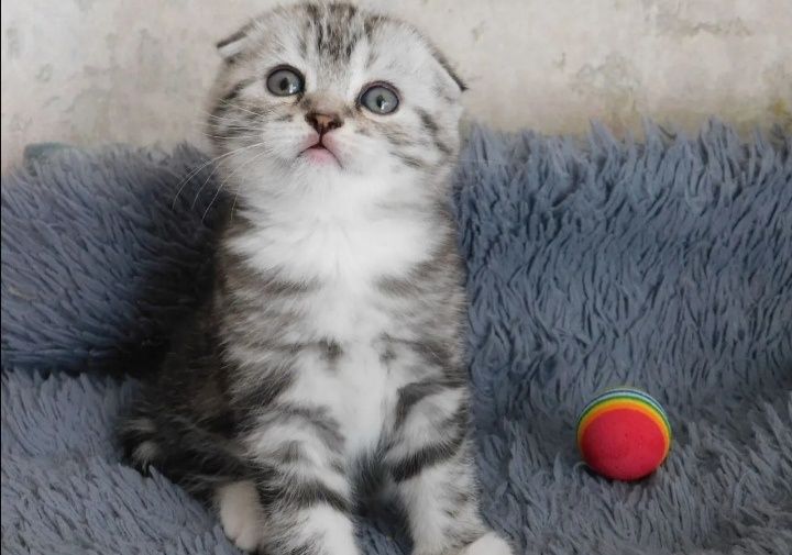 Котята фолды и страйт