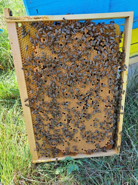 Пчелни отводки и пчелни рамки със запечатано пило и пчели