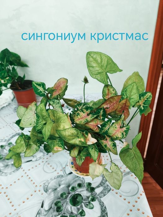 Комнатные цветы, суккуленты и сингониум