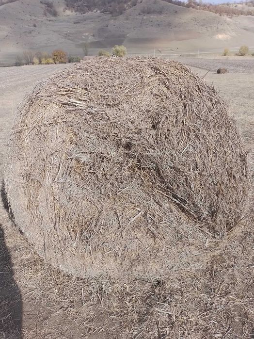 Baloti de fan nutret+asternut facelia 150cm