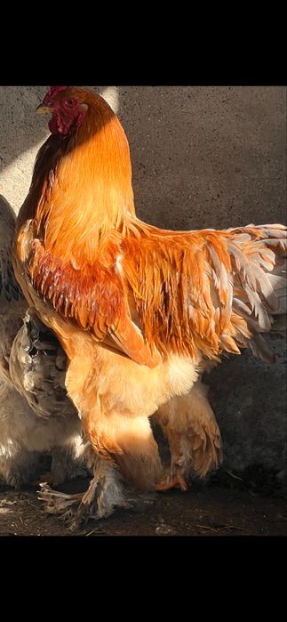 Инкубационное яйцо брама