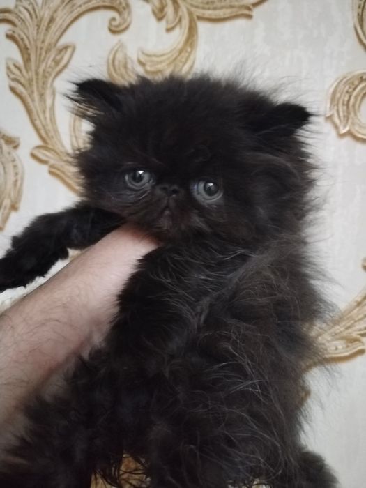 Персидские котята зксрималы