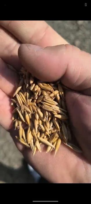 Ovaz calitate sămânța