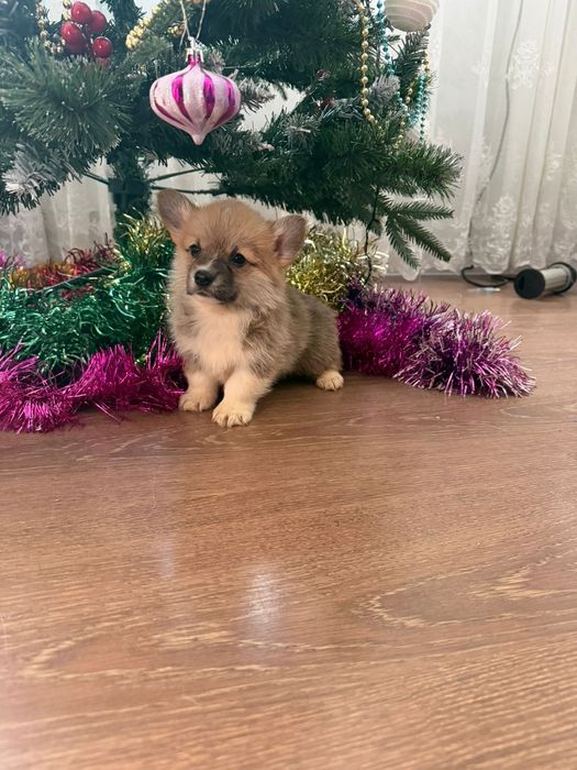 Вельш пемброк корги