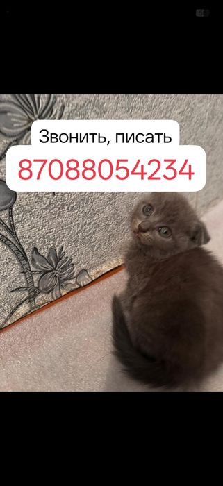 Котята бесплатно