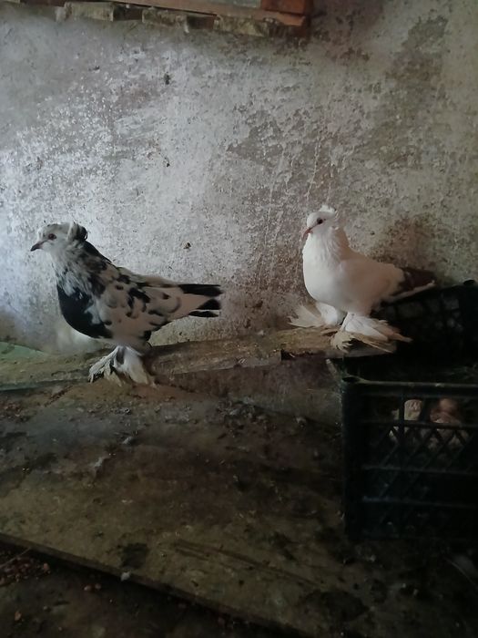 Uriasi maghiari pereche+pui 100 lei
