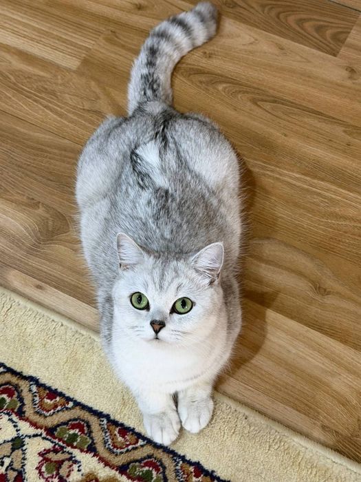 Чистокровное Краткосчерстные британские кошки котята.