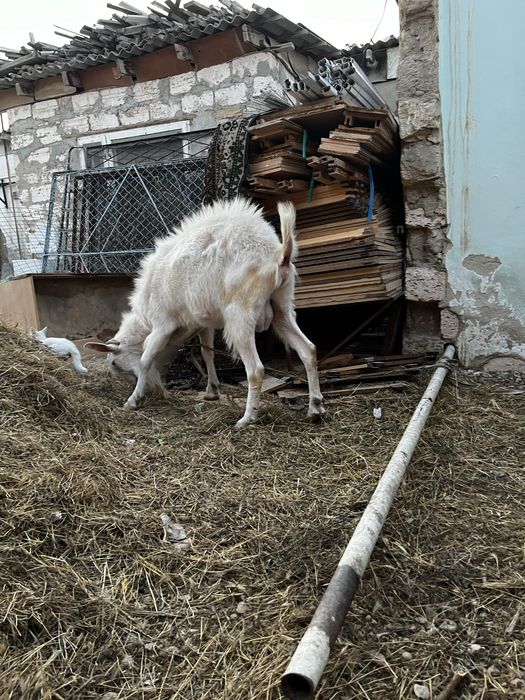 Уралский тек.    Козёл уралский