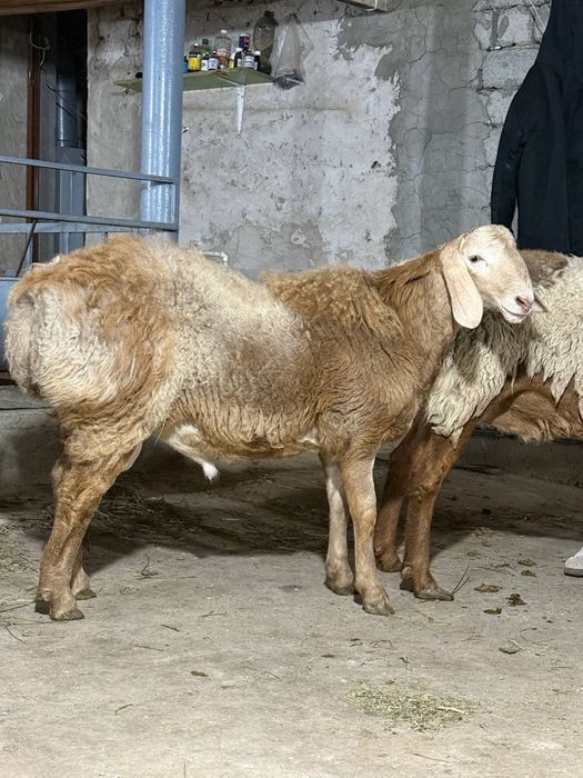 Кочкор кой Qochqor qoy