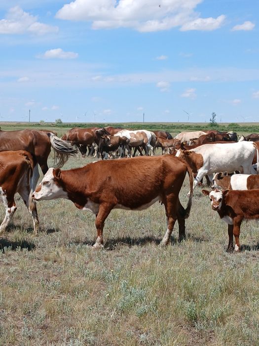Продается коровы с телят