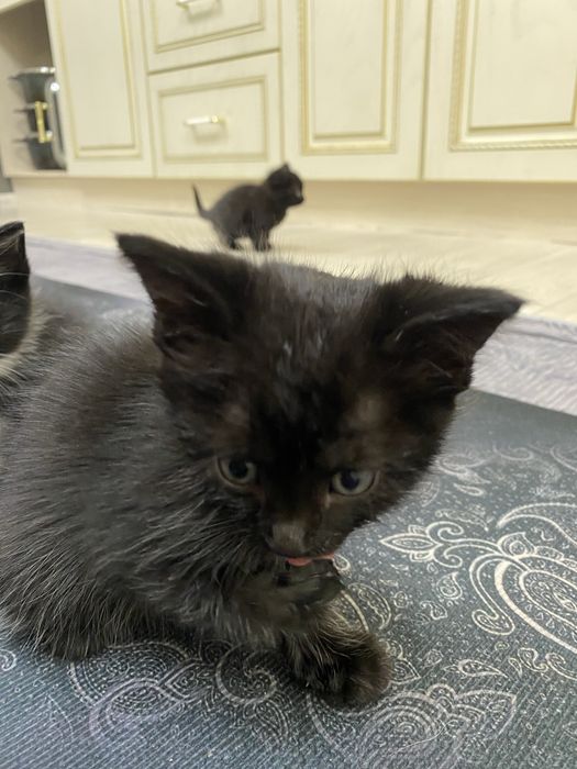 Отдам Котят в хорошие руки