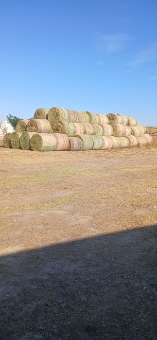 Baloți de lucernă