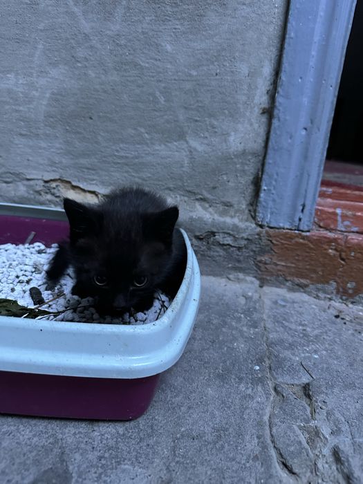 Котенок черный мальчик