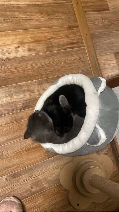 Котики мальчики ищут дом