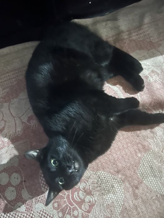 Потерялся черный кот