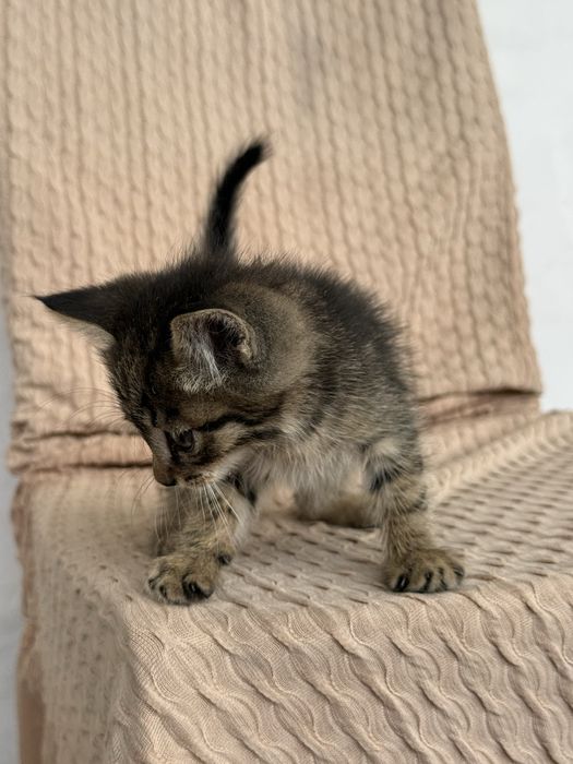 Отдам котенка в добрые руки