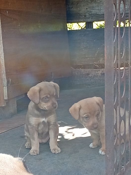 Отдам собак в добрые руки