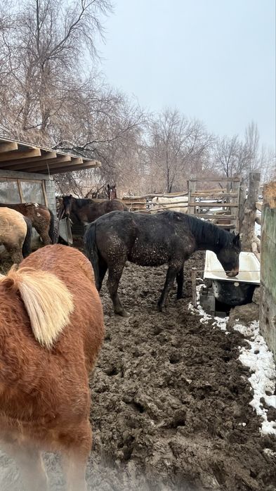 Байтал 3 бас құнан 2 бас  сатылады   Шелекте