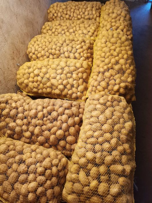 Картоф за семе и консумация (Сорая)