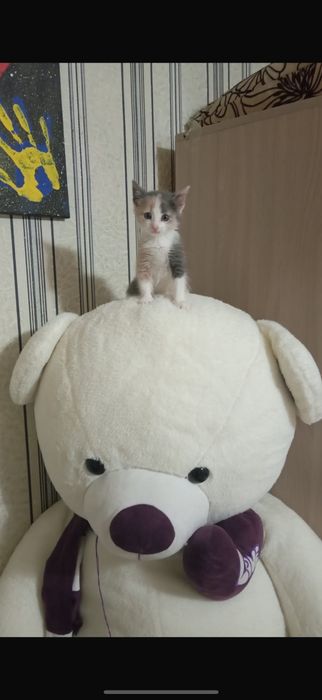 Продаётся милая кошечка