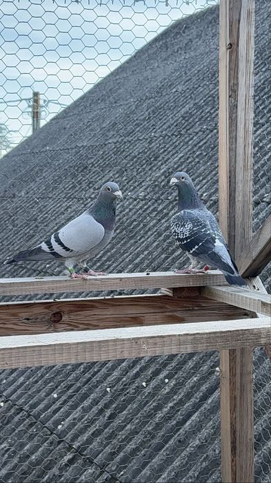 Vand porumbei voiajori maraton