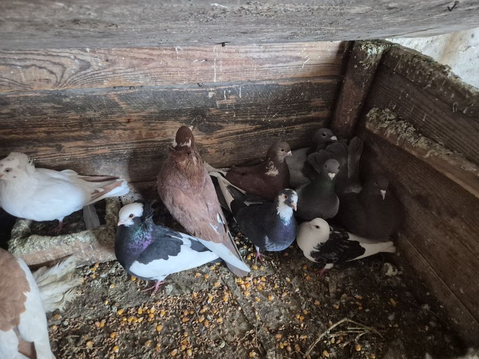 Vând porumbei jucători