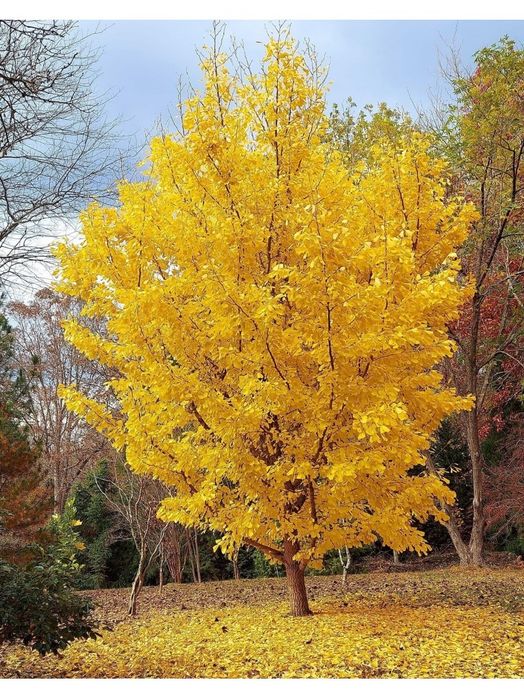 Pomi Ornamentali Ginkgo Biloba