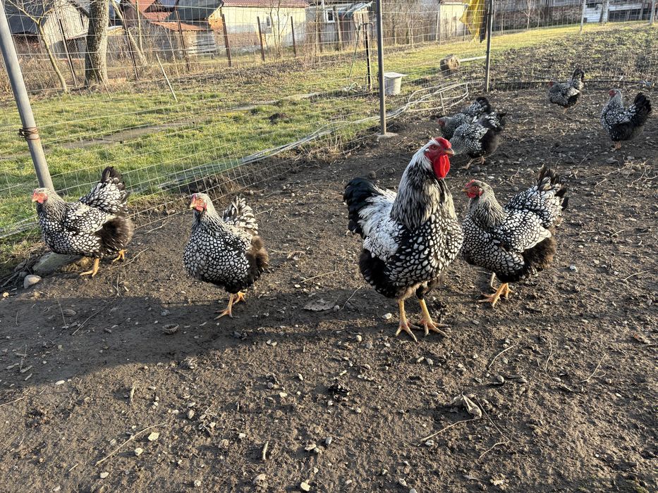 Oua de incubat pui Wyandotte argintiu