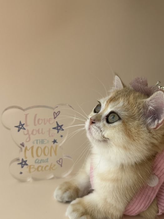 Котята Британские «Шиншилла»