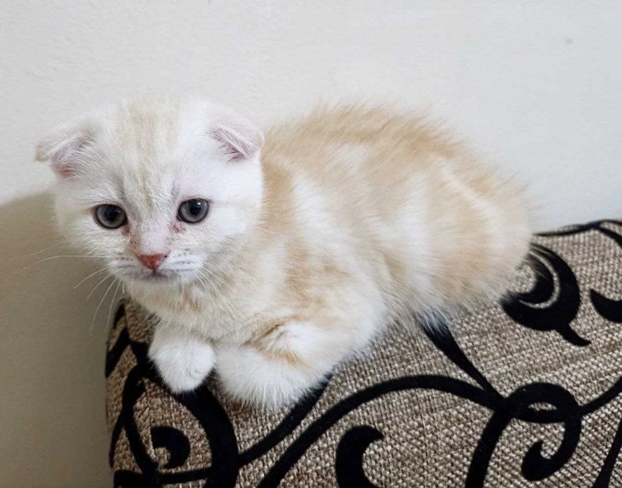 Продаются котятки