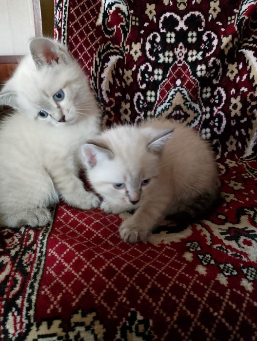 Котята  домашние