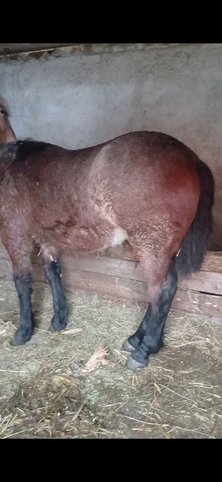 Vând sau schimb mânză