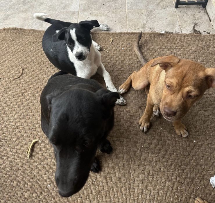 Donez catei (nu sunt de rasa)