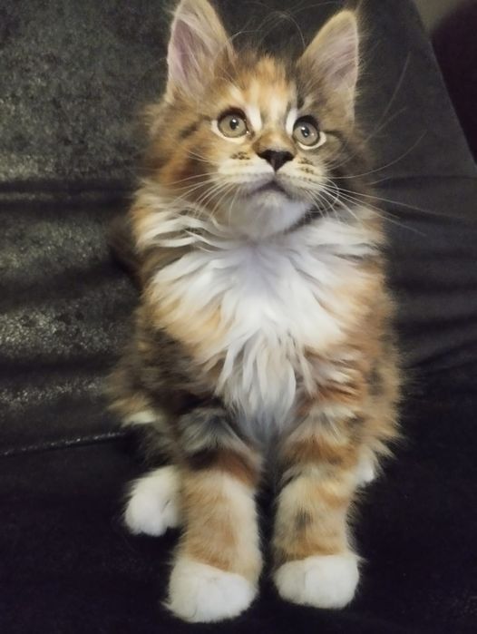 Котята мейн-куна с родословной