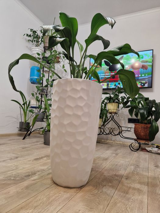 Срочно продам Эухарис