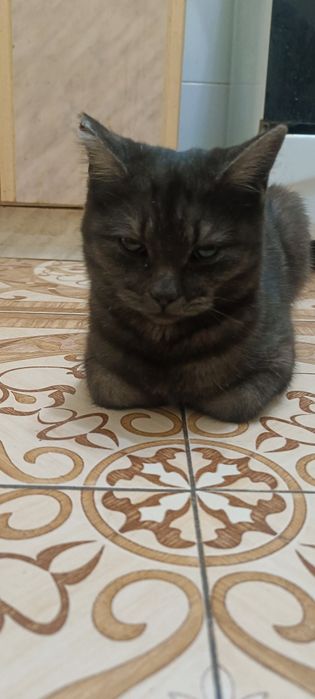 Кошечка  месяцев семь