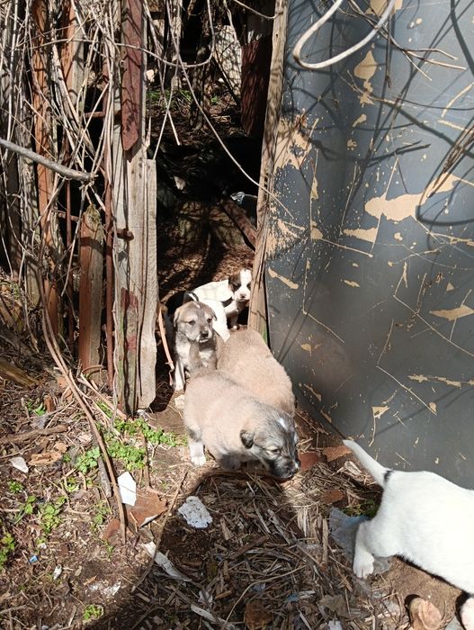 Подарявам 10 сладки кученца – търсят любящ дом

Описание:
Подарявам 10